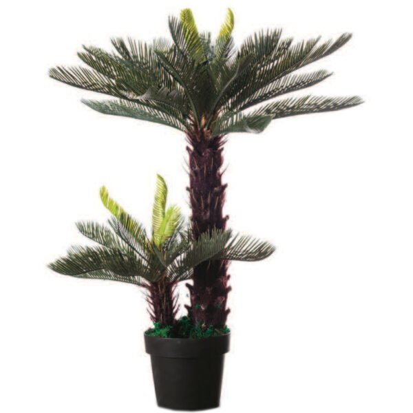 cycas.jpg