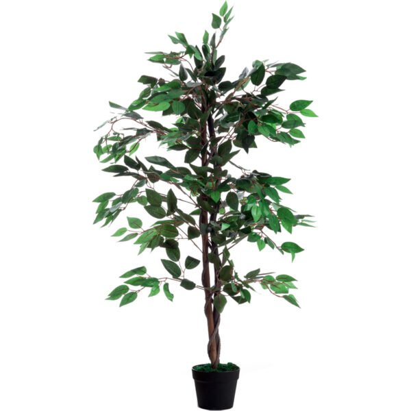 ficus.jpg