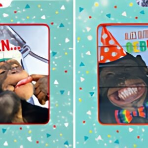 SUSY CARD Carte d'anniversaire 3D coulissante "Singe"