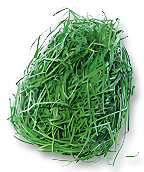 folia Herbe de décoration/herbe de Pâques, 30 g, vert