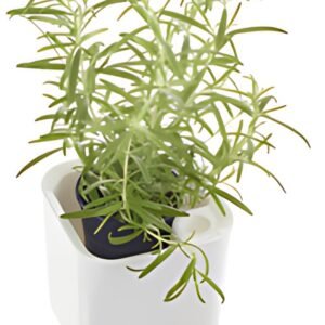orthex Pot à herbes aromatiques EDEN, largeur: 120 mm, blanc