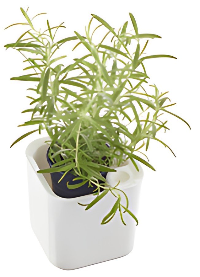 orthex Pot à herbes aromatiques EDEN, largeur: 120 mm, blanc