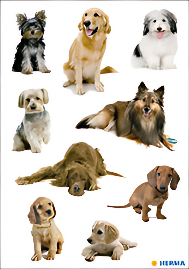 HERMA Autocollants DECOR "Photos de chiens"