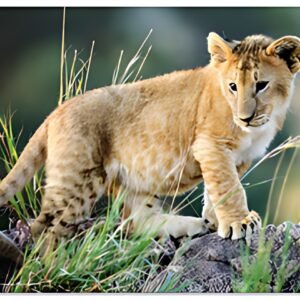 HERMA Sous-main "Animaux d'Afrique", (L)550 x (H)350 mm