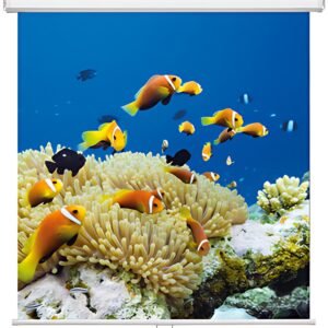 magnetoplan Ecran de projection enroulable, 1.800 x 1.800 mm