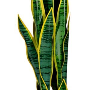 PAPERFLOW Plante artificielle "sanseviera", hauteur: 650 mm