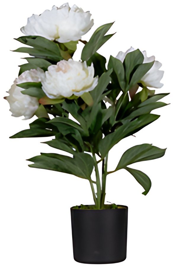 PAPERFLOW Plante artificielle "pivoine", (H)550 mm, blanc
